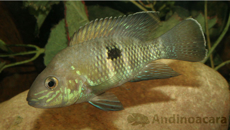 Andinoacara stalsbergi, with thin white seams to the fins