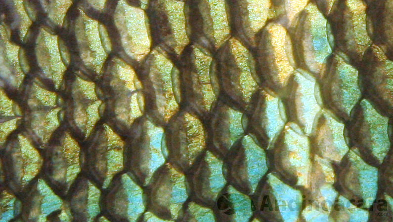 The scaled of Andinoacara stalsbergi, a dark blue/green center with a dark edge