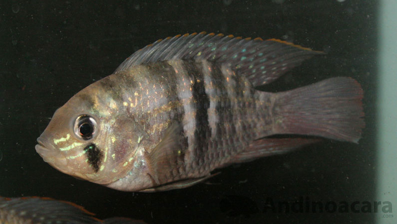 Andinoacara pulcher, with thin orange dorsal seam