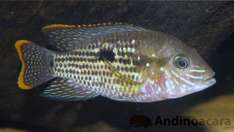 Andinoacara rivulatus, with thick orange seams to the fins