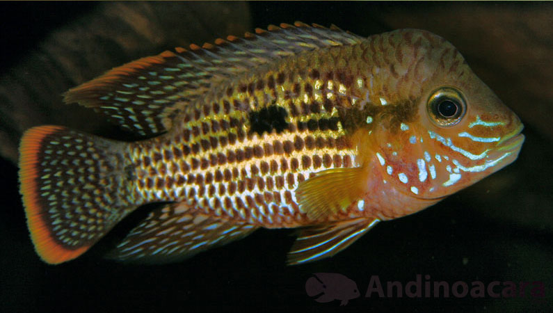 © James Studdart - Andinoacara rivulatus WC (Male) - Orange Saum