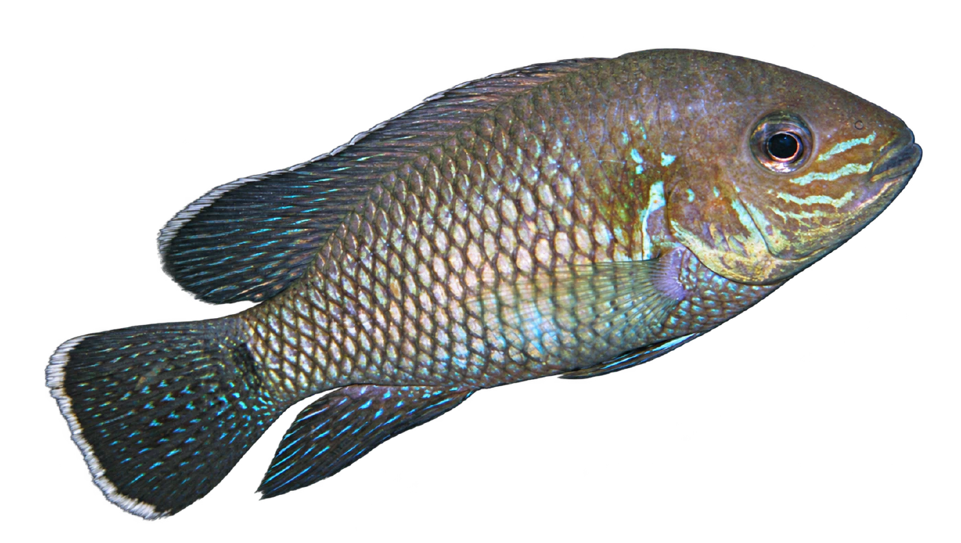 The complete true Green Terror, Andinoacara stalsbergi, with turquoise scales and fine white seams on its fins